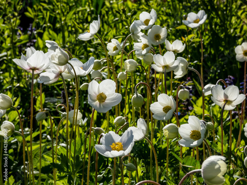 Bilde på lerret Group of cup-shaped, pure white flowers of snowdrop anemone or snowdrop windflow