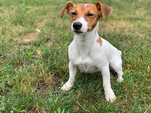 Dog jack russell terrier close-up.