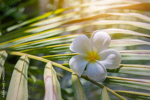 white frangipani flower on green palm leaf