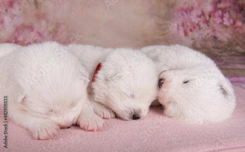 three small two weeks age cute white Samoyed puppies dogs are sleeping