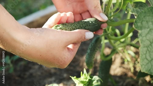 woman hands harvest cucumber from a plant in greenhouse