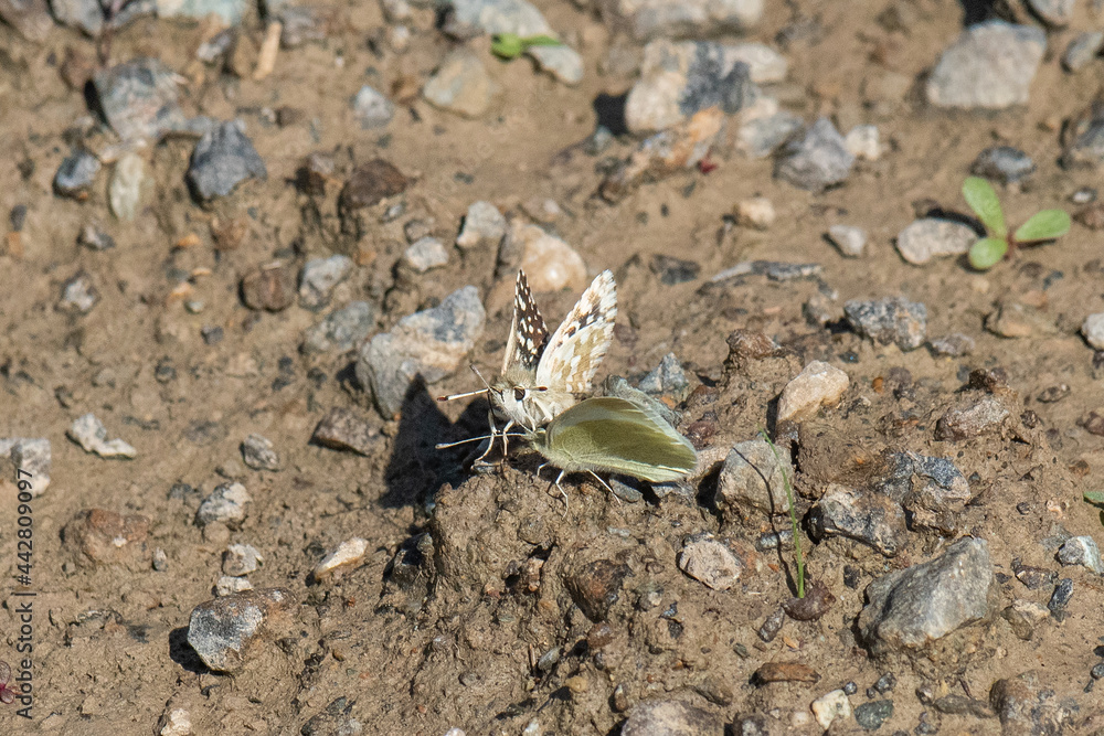 beetle on the ground beetle on the ground
