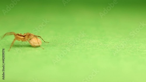 European Water spider carries an egg sac on the back of its stomach, opisthosoma.
It's also called raft spider, scientific name Dolomedes fimbriatus, is a large semi-aquatic spider of family Pisaurida