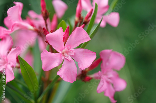 Delicate pink oleander flowers on a summer day  natural wallpaper.