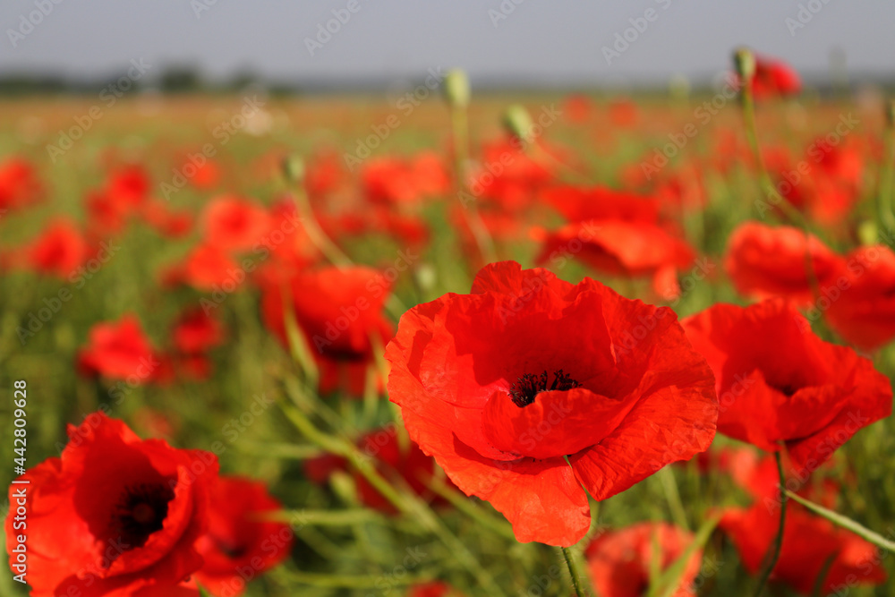 Poppy flowers on a poppy field on a sunny summer day. Nature and landscape. Selective focus Poppy flowers on a poppy field on a sunny summer day. Nature and landscape. Selective focus