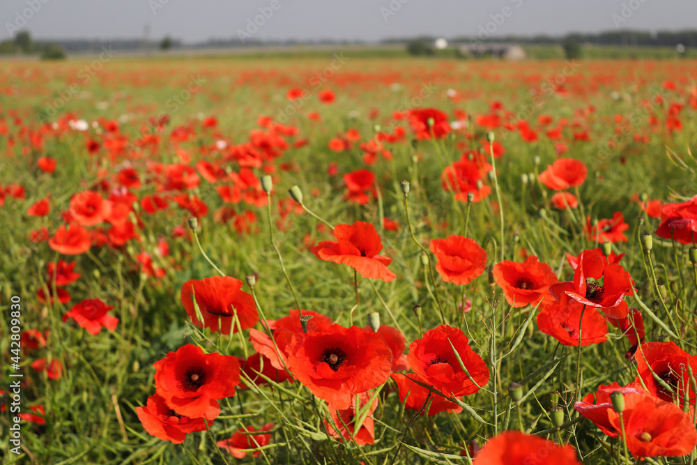 Naklejka premium Poppy field on a sunny summer day. Nature and landscape. Selective focus