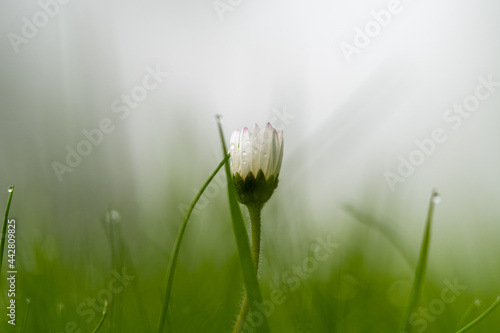 Closed daisy in the fog