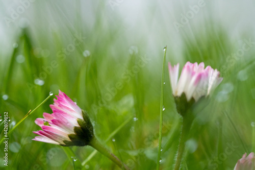 Closed daisies in the fog