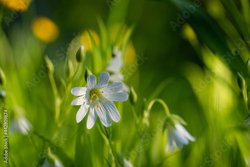 Greater Stitchwort