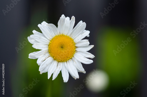 Anthemis arvensis