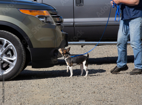 Side view of small terrier/mix-breed dog on leash, sniffing an automobile, doing scent work during a vehicle search with only handler's legs in view