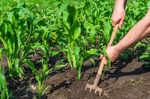 The farmer rakes the soil around the young corn. Close-up of the hands of an agronomist while tending a vegetable garden