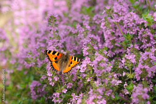 Beautiful blurred summer background with blooming mint and butterfly. Selective focus © Tinka Mach