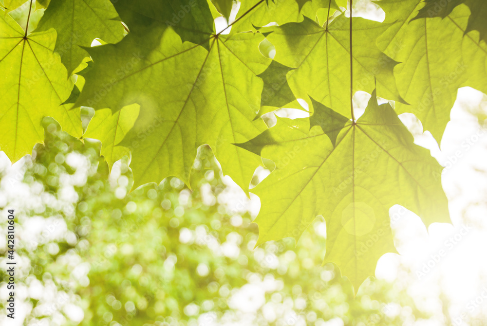 Obraz premium Green young leaves in the light of the sun on a blurred background