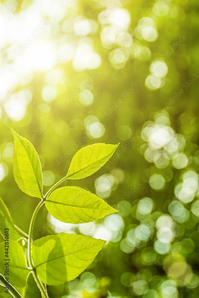 Green young leaves in the light of the sun on a blurred background Green young leaves in the light of the sun on a blurred background