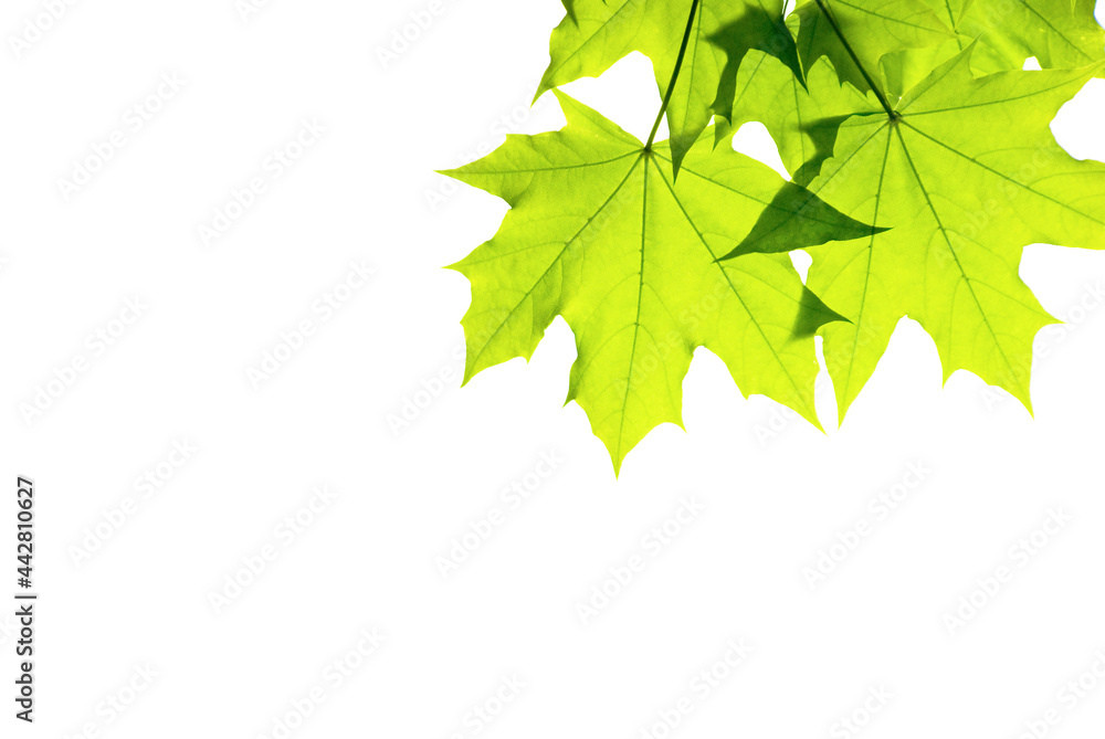 Fototapeta premium Green young leaves on isolated white background.