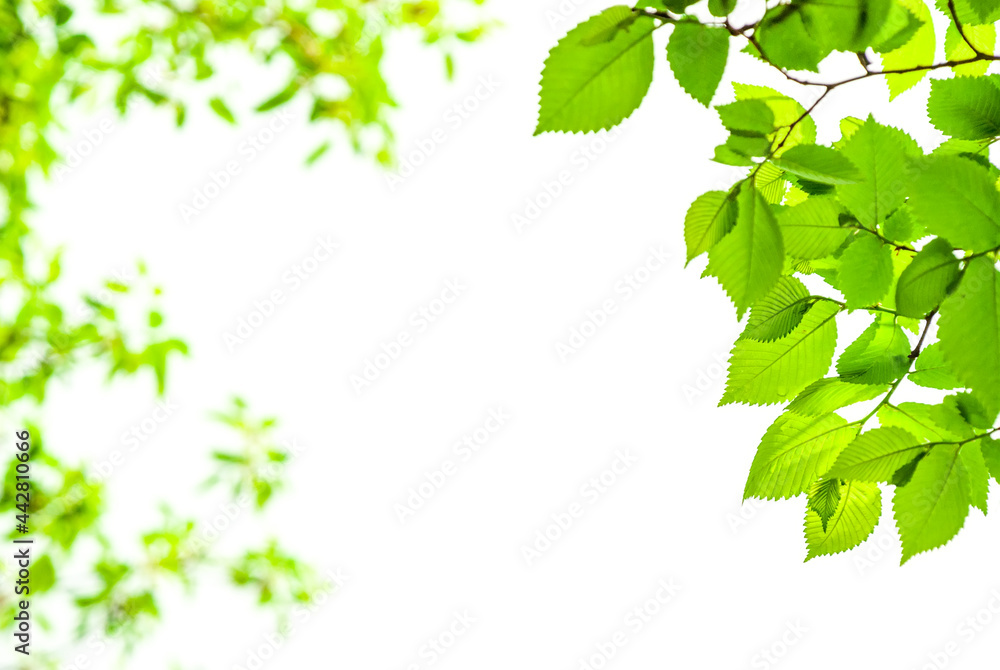 Green young leaves on isolated white background.