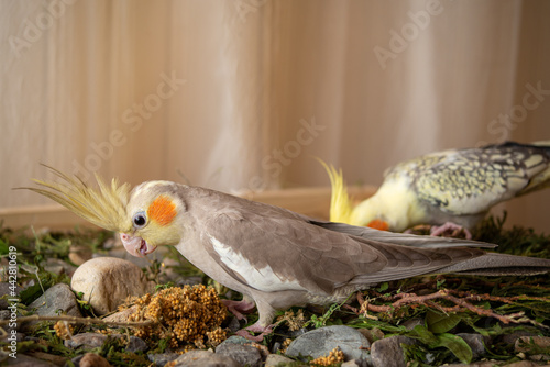 Cockatiel eating seeds at home photo