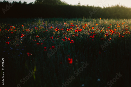 Poppy meadow