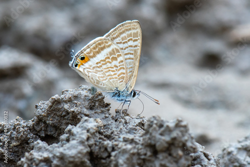 Lycaenidae / Lampides / / Lampides boeticus photo