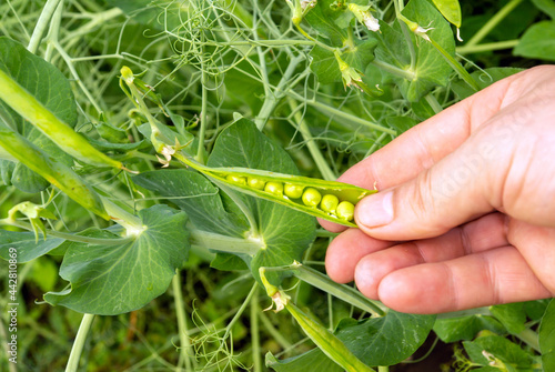 An open pea pod in a farmer hand. Green ripe peas on a branch in the garden. Food for vegetarians. Growing fresh green pea pods. Pea selection in the open air