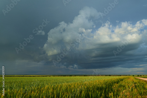 Agricultural field for growing young wheat, barley, rye. Beautiful spring landscape with stormy sky © soleg