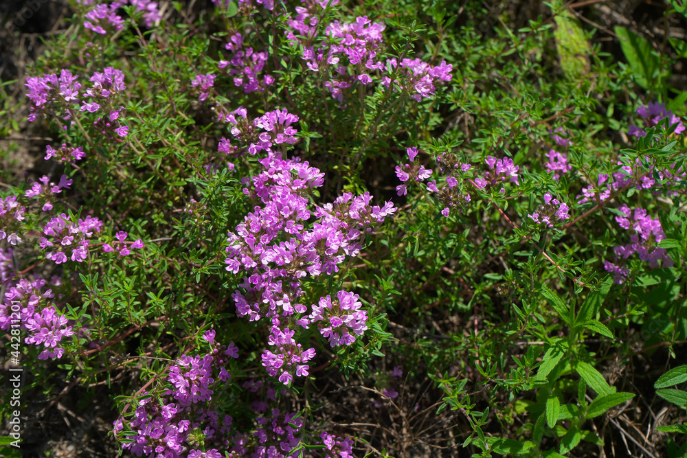 Growing thyme grass blooming with purple flowers.
