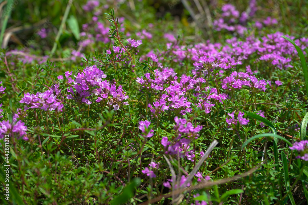 Growing thyme grass blooming with purple flowers. Growing thyme grass blooming with purple flowers.