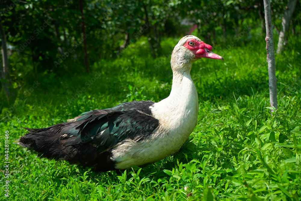 One beautiful white male duck with black wings walks on the green grass in the garden. One beautiful white male duck with black wings walks on the green grass in the garden.