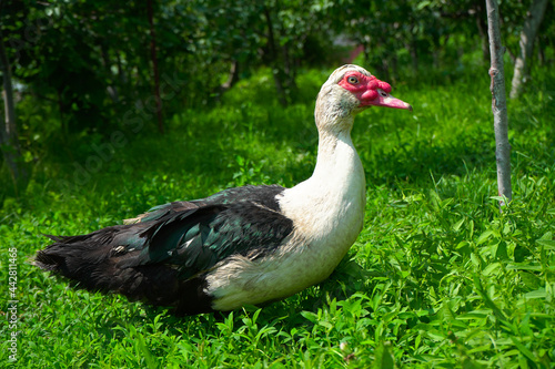 One beautiful white male duck with black wings walks on the green grass in the garden.