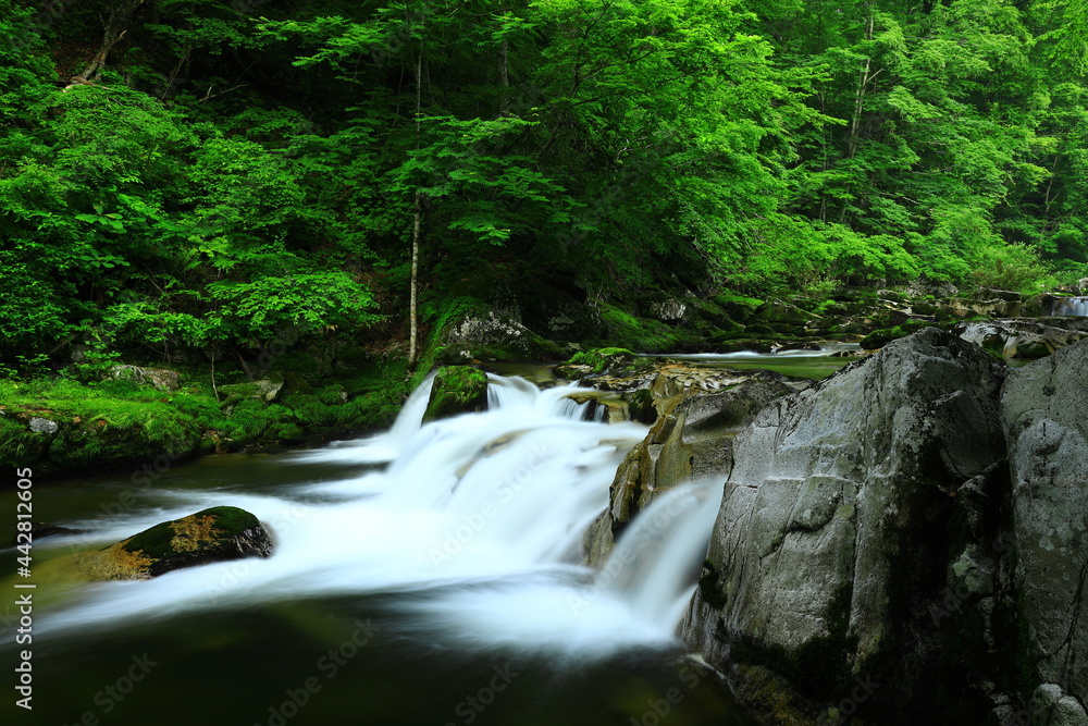 Obraz premium 岩手県遠野市 新緑の重端渓