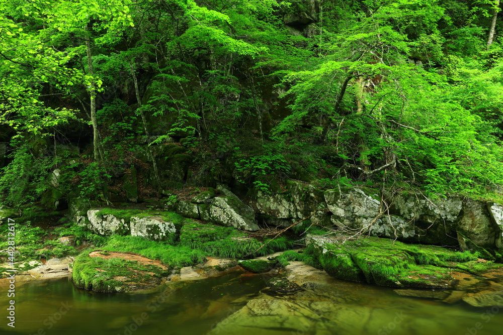 Fototapeta premium 岩手県遠野市 新緑の重端渓