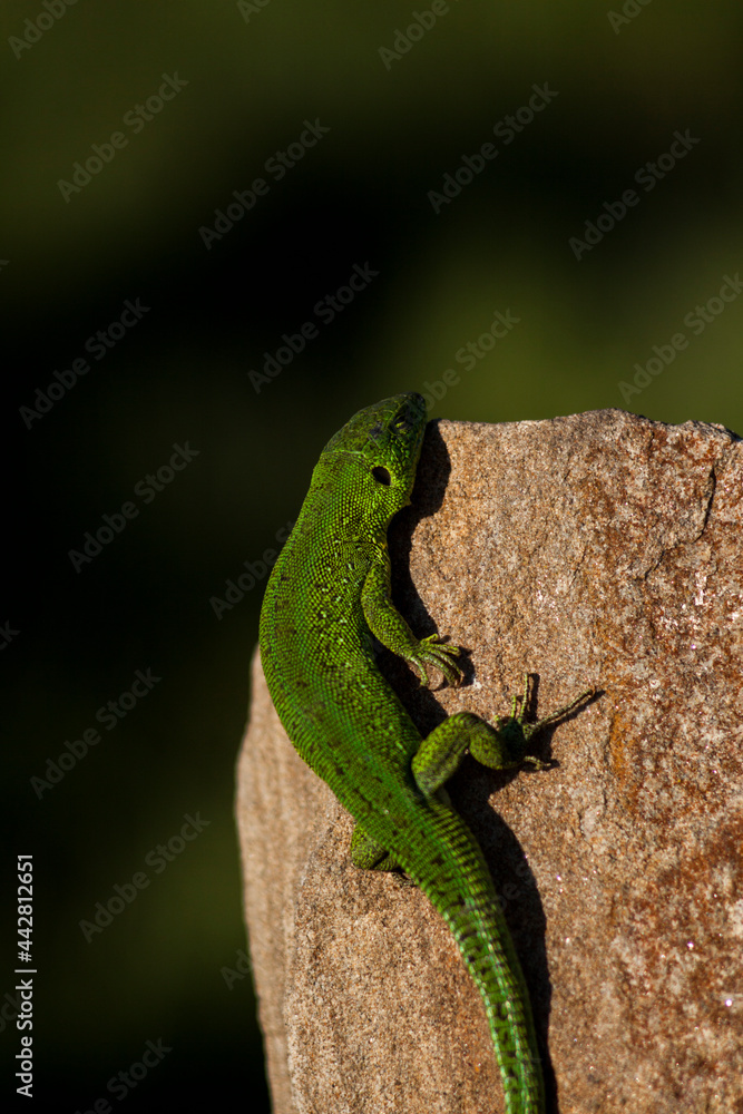 green lizard