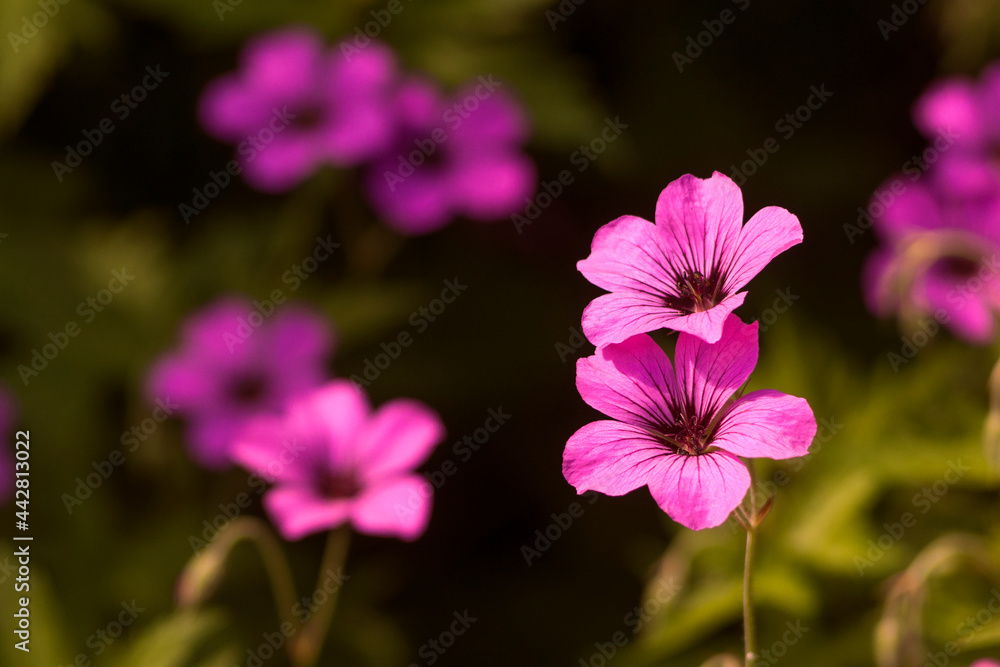 Small pink flowers in a clearing. A sunny day. Copy space.