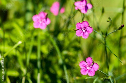 Small pink flowers in a clearing. A sunny day. Copy space. © Алексей Шандалин