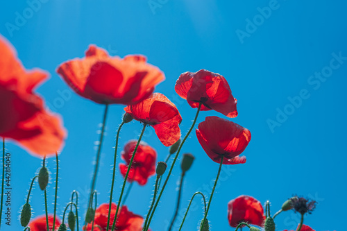 The southern sun illuminates the fields of red garden poppies. The concept of rural tourism. Poppy fields