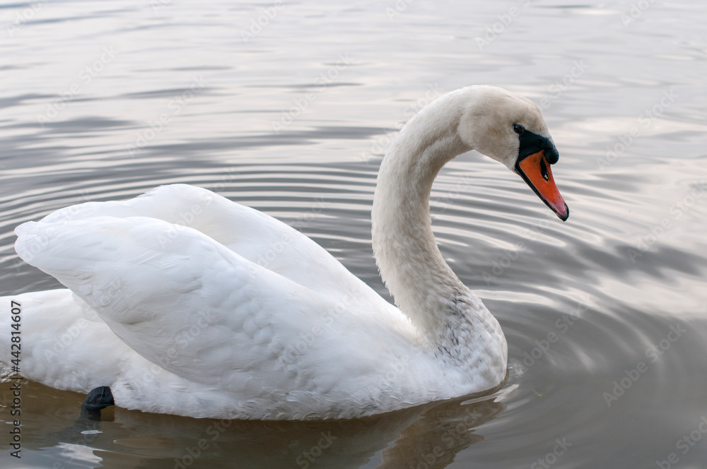 A white majestic swan floats in front of a wave of water. Young swan in the middle of the water. Drops on a wet head. A white majestic swan floats in front of a wave of water. Young swan in the middle of the water. Drops on a wet head.