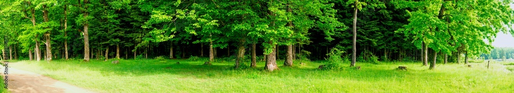 Spring forest and field on a background of blue sky Spring forest and field on a background of blue sky