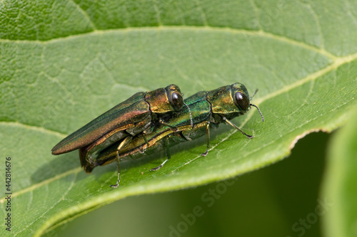 Agrilus Planipennis (Emerald Ash Borer) Couple Mating