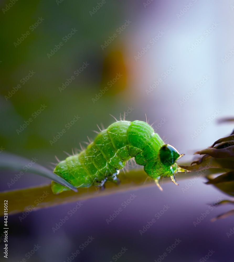 Large green caterpillar creeps up on a blurred green background with copy space, close-up photo
