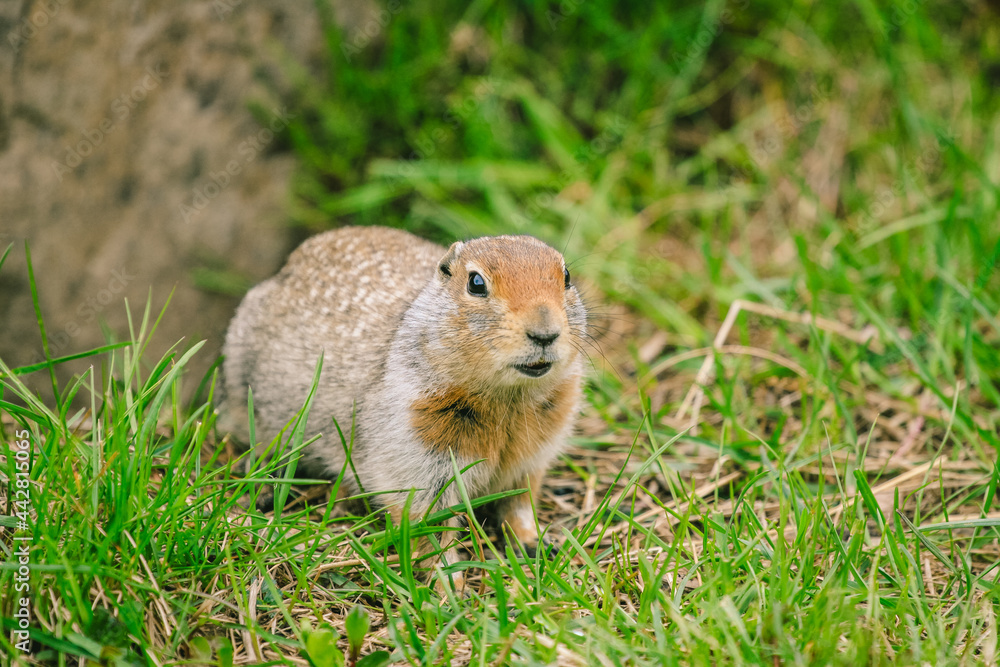 Marmot in Denali National Park and Preserve, ALASKA Marmot in Denali National Park and Preserve, ALASKA
