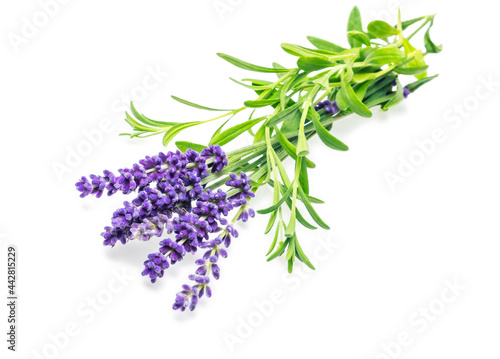 Bunch of purple lavender flowers isolated on white background