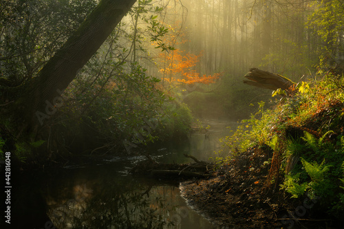 Beautiful sunrays on a foggy morning in a forest in Brabant near the village of Goirle.