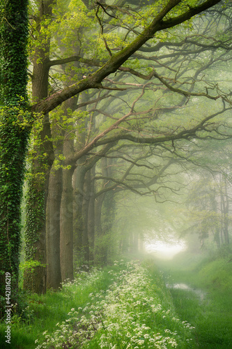 Frsh green spring colors on a misty morning in a forest in Noord-Brabant in the Netherlands.