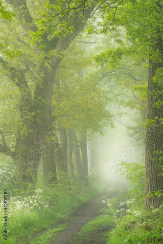 Frsh green spring colors on a misty morning in a forest in Noord-Brabant in the Netherlands.