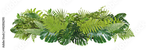 Beautiful composition with fern and other tropical leaves on white background. Banner design photo
