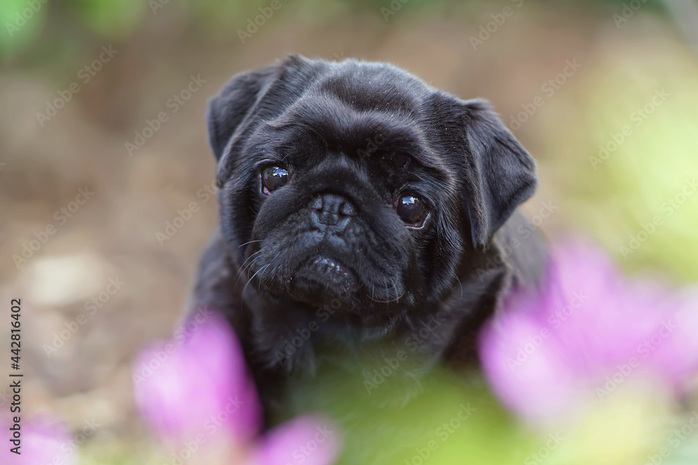 The portrait of a cute black Pug dog posing outdoors in a green grass with pink flowers in summer
