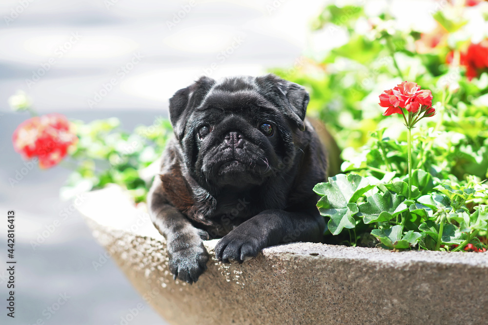 Black Pug dog posing outdoors lying down in a flowerbed with red ...