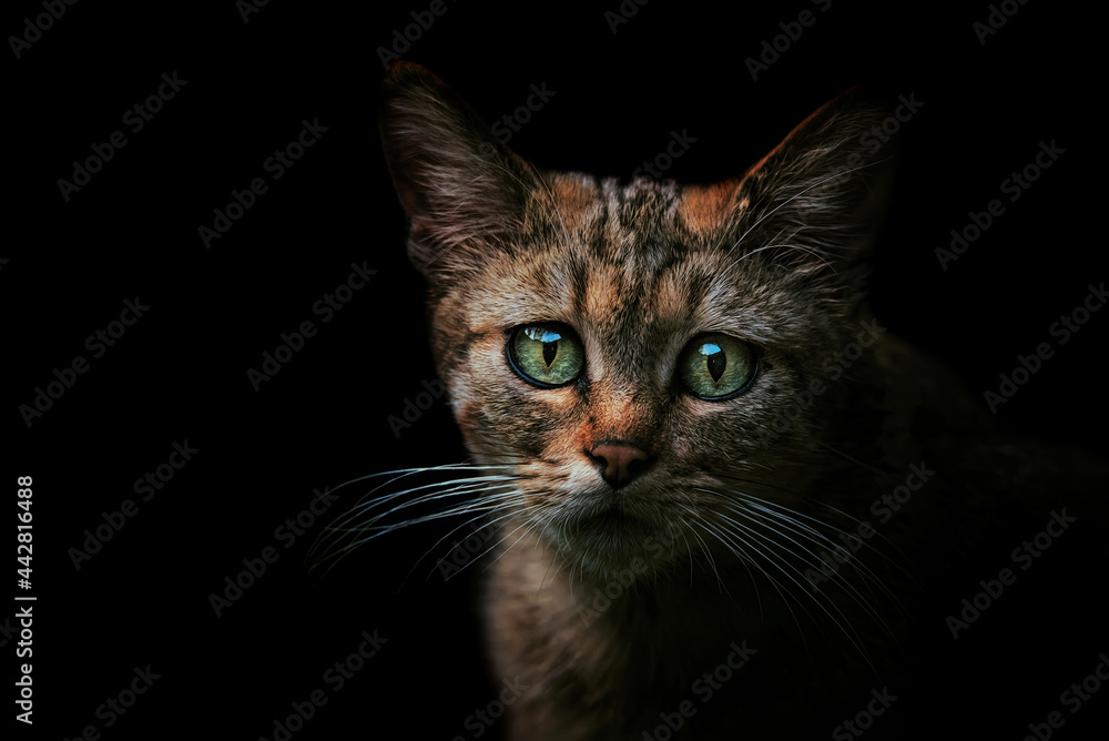 European wild cat portrait European wild cat portrait