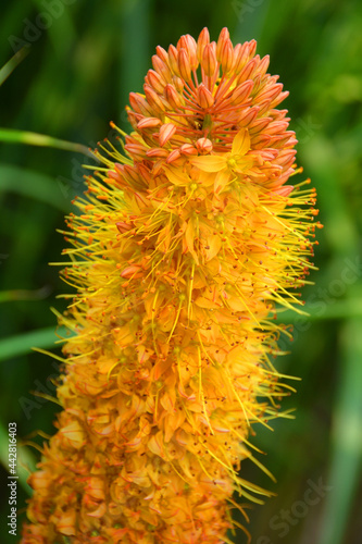 Eremurus stenophyllus, the narrow-leaved foxtail lily, is a species of flowering plant in the family Asphodelaceae, native to central Asia photo